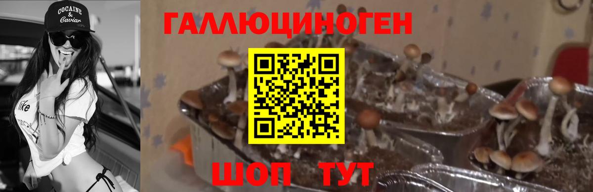 Новороссийск  Галлюциногенные грибы MAGIC MUSHROOMS  Псилоцибиновые грибы прущие грибы  цены   Вход с VPN 